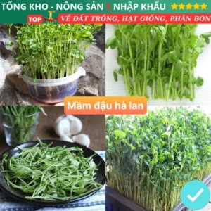 Hạt giống rau mầm đậu hà lan