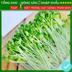 Hạt giống rau mầm Cải Bẹ Xanh