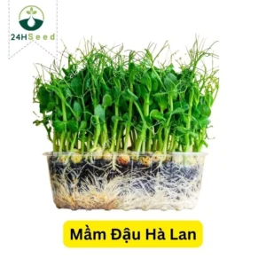 Hạt giống rau mầm đậu