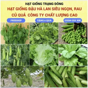 Hạt giống đậu Hà Lan, bí, rau, củ, quả các loại